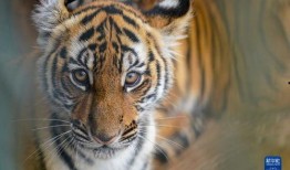 吃瓜说虎,揭秘娱乐圈的神秘面纱