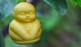 为什么我喜欢吃四角瓜呢,揭秘我钟爱的理由