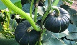 小耳朵默默吃瓜,揭秘娱乐圈幕后故事