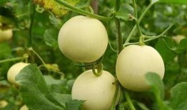 吃田瓜的功效,天然绿色，健康生活新选择