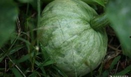 小刃在线吃瓜,揭秘娱乐圈幕后风云