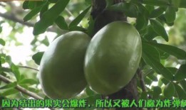 铁瓜花可以吃,美味与营养并存的天然食材