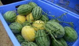 吃瓜总群,揭秘网络社交圈的趣味与争议