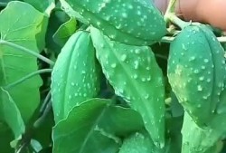 瓢子瓜怎么吃视频