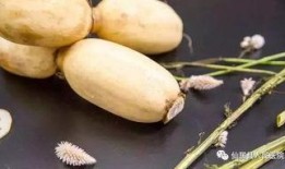 吃土瓜补什么,补身强体，养生之道尽在其中