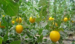 梦见吃瓜甜瓜,揭秘吃瓜甜瓜的梦境寓意