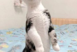 猫咪吃洋瓜,探索猫咪新口味