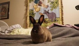 兔子可以吃鲜瓜吗怎么吃,如何安全享用美味瓜果