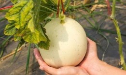 瓜王甜瓜怎么吃,多味品尝，尽享夏日清凉