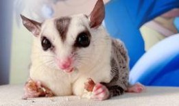 嘤嘤吃瓜,揭秘娱乐圈那些不为人知的幕后故事