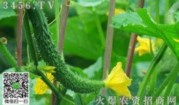 无忧大树回应吃瓜,揭秘吃瓜背后的故事与真相