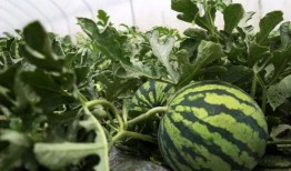 他吃瓜一,他吃瓜一生的传奇故事