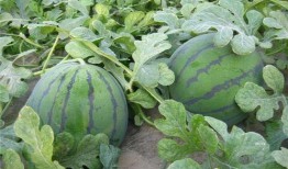 瓜地吃瓜吴磊磊,吴磊磊的欢乐时光