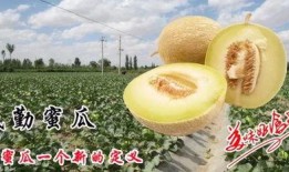 民勤蜜瓜吃瓜视频,甘甜如蜜，视觉与味蕾的双重盛宴