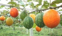 吃的吊瓜,传统与创新交融的味蕾盛宴