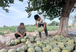 西昌月华李嫂吃瓜,一场别开生面的夏日盛宴