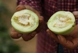 直播吃熟瓜,现场品尝熟瓜的诱人魅力