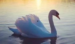 天鹅湖瓜怎样吃,天鹅湖瓜的多样食法探索