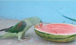 鹦鹉吃瓜的视频,萌态十足引网友爆笑