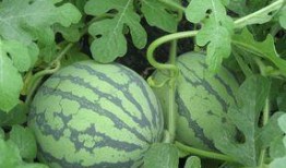 湖水瓜孕妇可以吃吗,安全与营养两不误