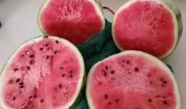 天天吃麒麟瓜好吗,健康生活每一天