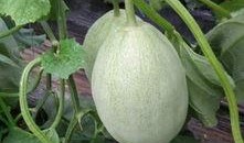 滑县吃瓜什么意思