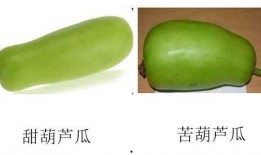 湿热可以吃葫芦瓜吗,湿热体质人群适宜食用葫芦瓜