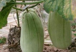 孕妇吃玻璃脆瓜