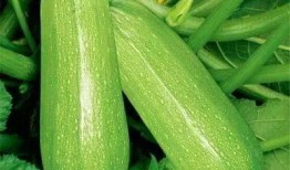 戏说吃瓜图片大全,趣味横生的娱乐圈瞬间