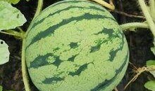 吃瓜吃到特小凤,特小凤的瓜界传奇