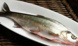 吃大八瓜鱼直播