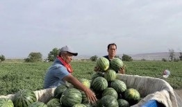 红莲湖吃瓜,揭秘夏日狂欢背后的故事