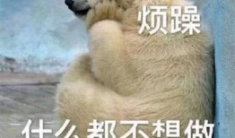 鳄鱼吃瓜表情包图片,趣味横生的动物搞笑瞬间