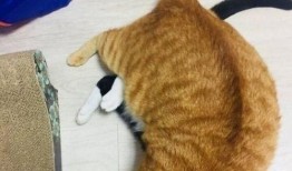 吃瓜的橘猫,萌态十足，揭秘宠物界的“吃瓜群众”