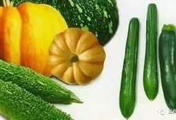 锻炼可以吃瓜吗,吃瓜真的合适吗？揭秘运动与饮食的黄金搭配