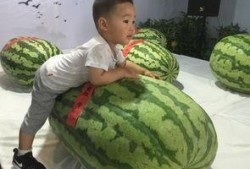 今日滕州吃瓜事件,一场网络热议背后的真相揭秘