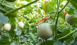 吃网纹瓜声控,解锁夏日清凉新体验