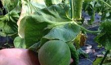 天津吃瓜塘沽,吃瓜群众的美食之旅