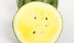 吃瓜吃到特小凤,特小凤的瓜界传奇