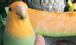 鸟吃瓜吗,揭秘瓜果在鸟类饮食中的角色