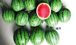 砀山吃瓜新闻,一场引发热议的乡村奇闻