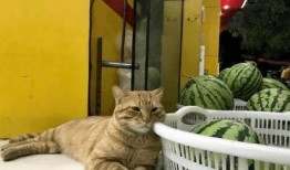 吃瓜的橘猫,萌态十足，揭秘宠物界的“吃瓜群众”