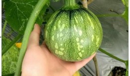 小刃在线吃瓜,揭秘娱乐圈幕后风云