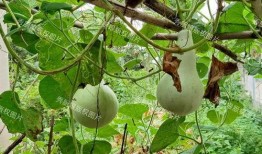 葫芦瓠瓜怎么吃,解锁健康美味新选择