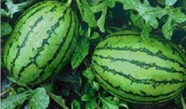 吃瓜用什么,揭秘网络热议背后的真相与趣味