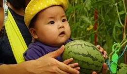 fruit现在的吃瓜群,探索“fruit”吃瓜群的欢乐时光