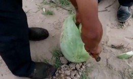 网上吃瓜看视频,揭秘现代人的娱乐生活