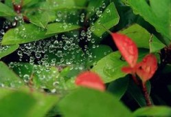 吃瓜抓虫过小暑,吃瓜抓虫趣事多