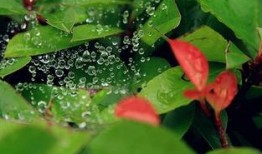 吃瓜抓虫过小暑,吃瓜抓虫趣事多