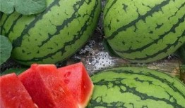 瓜主吃大瓜,探寻大瓜背后的故事与真相